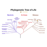 Biology Chapter 1 - The Study of Life